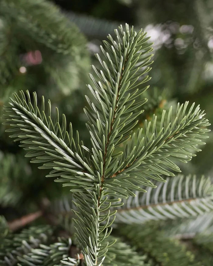 Árvore de Natal European Fir com Luzes LED Embutidas e Suporte Metálico